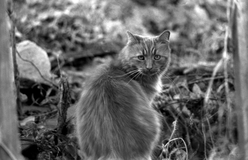 uma foto em preto e branco de um gato