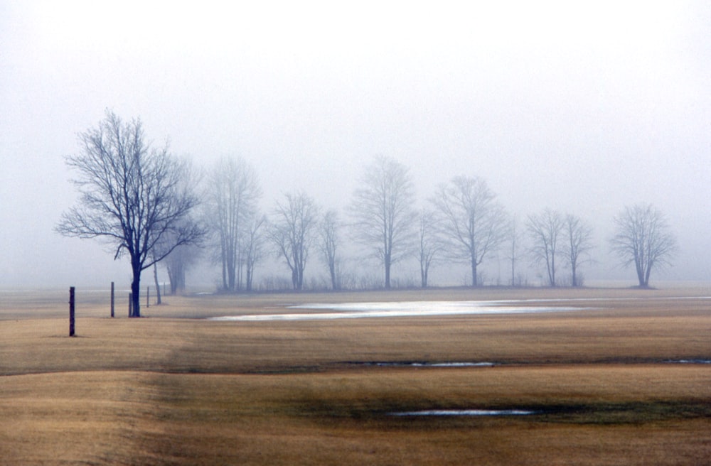 a foggy field with trees in the distance