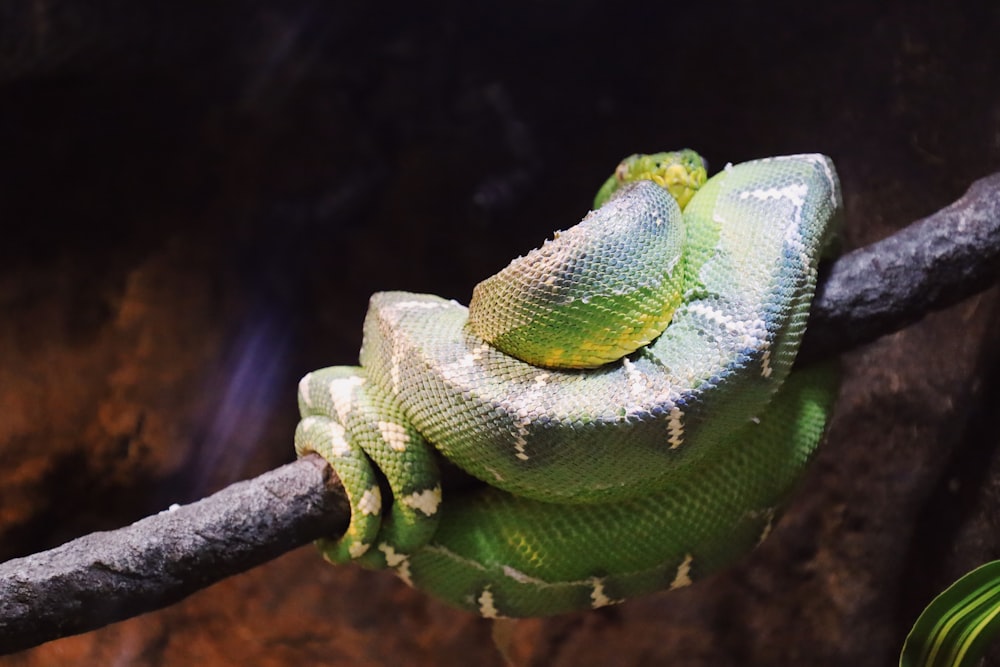 a green and white snake sitting on a branch