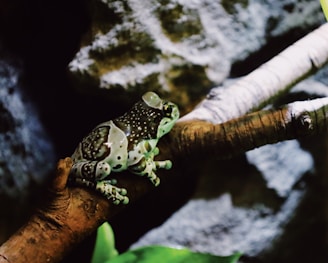 A spotted frog is perched on a branch with a textured, rocky background. The frog's skin features a combination of dark and light green spots, providing camouflage in its natural habitat.