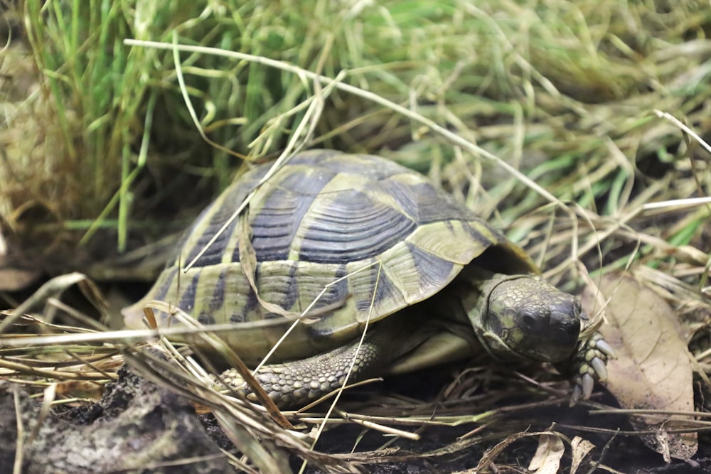 a close up of a small turtle in the grass