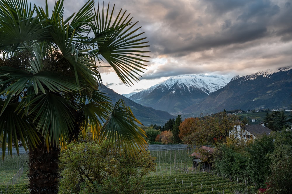 a palm tree in a field with mountains in the background