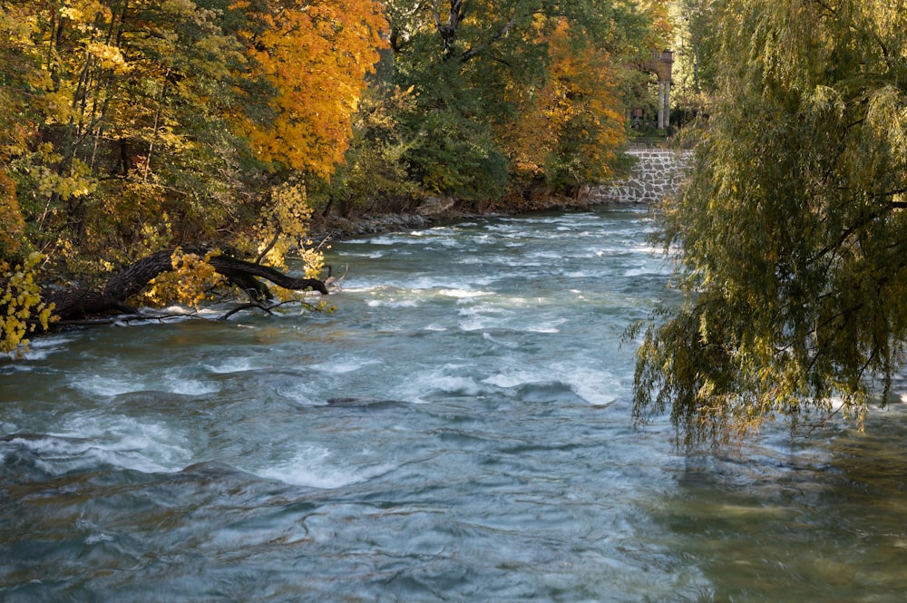 a river running through a lush green forest