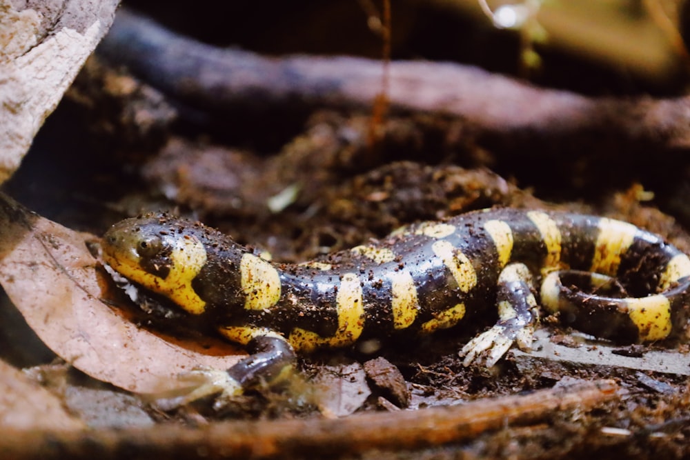 a yellow and black striped lizard laying on the ground