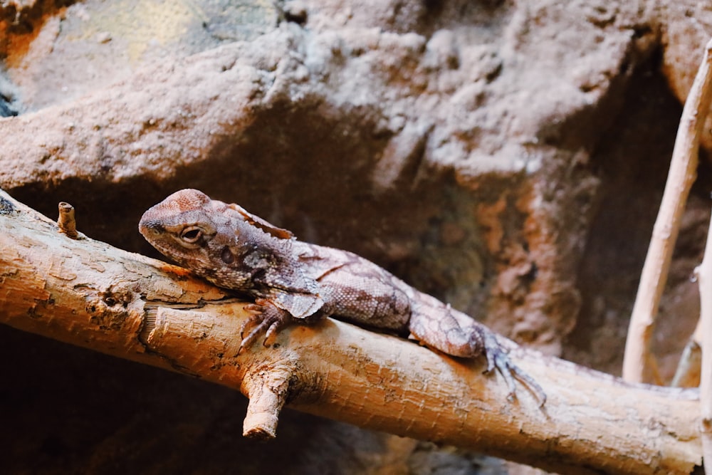 a lizard sitting on top of a tree branch