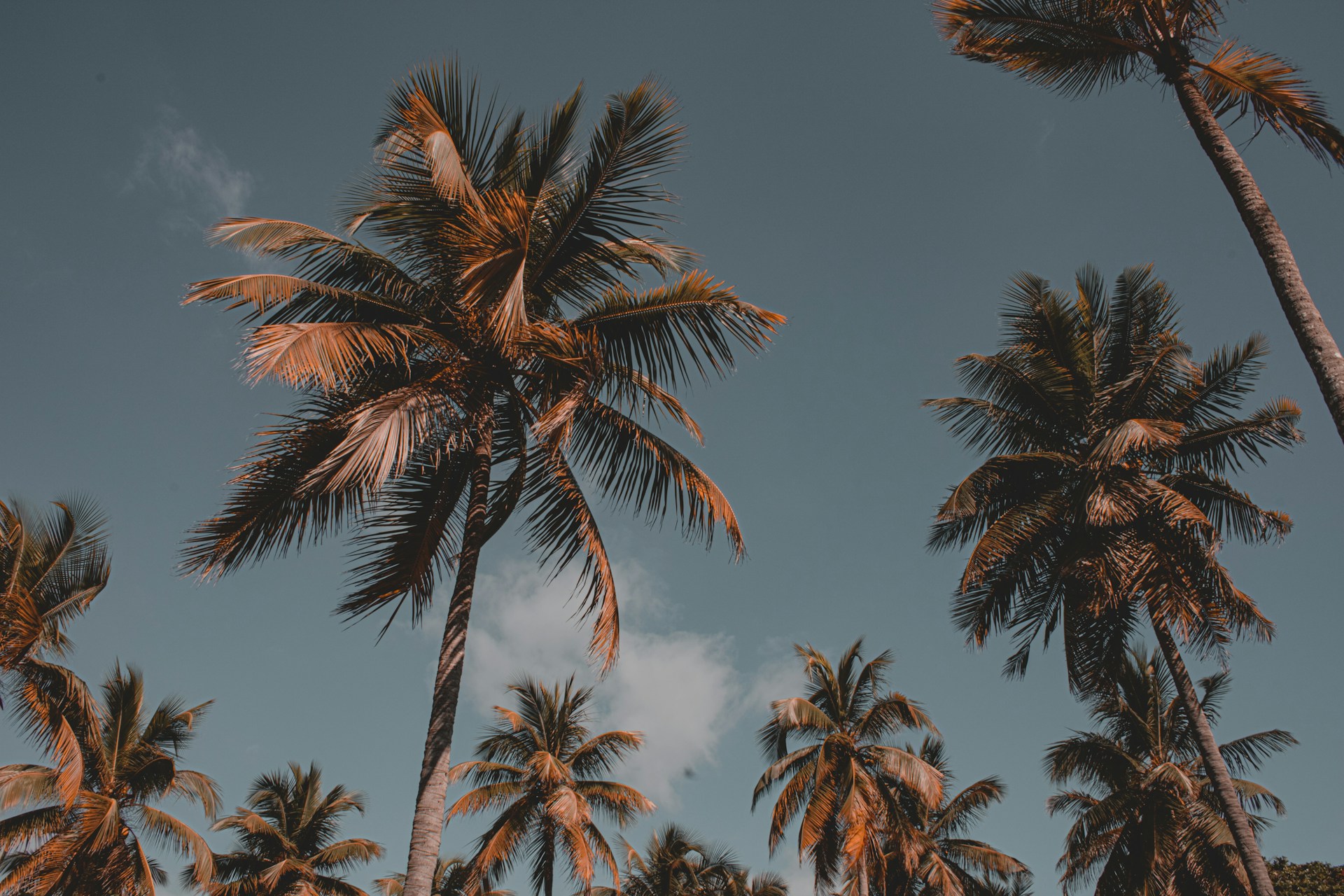 a group of palm trees against a blue sky