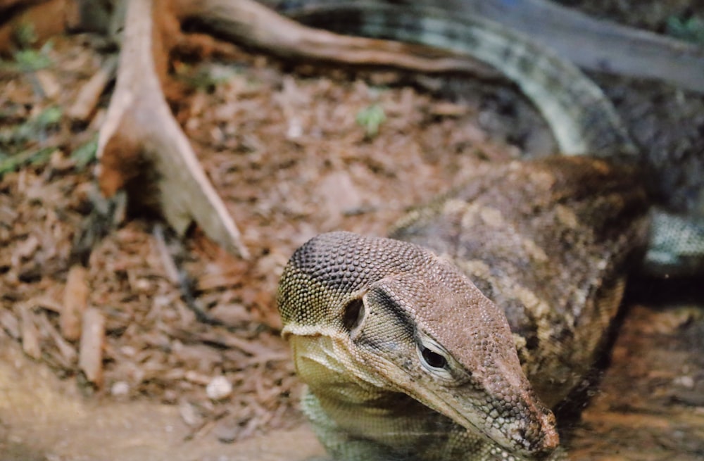 a close up of a lizard in a body of water