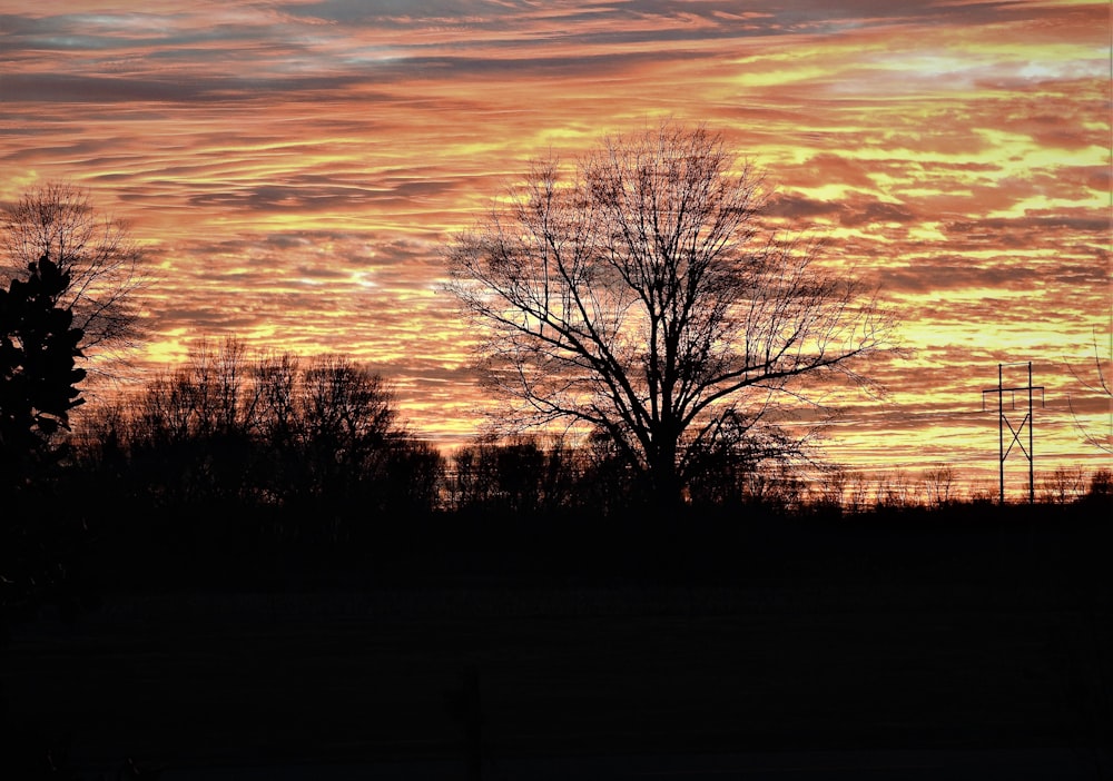 une vue de coucher de soleil d’un arbre avec un ciel en arrière-plan