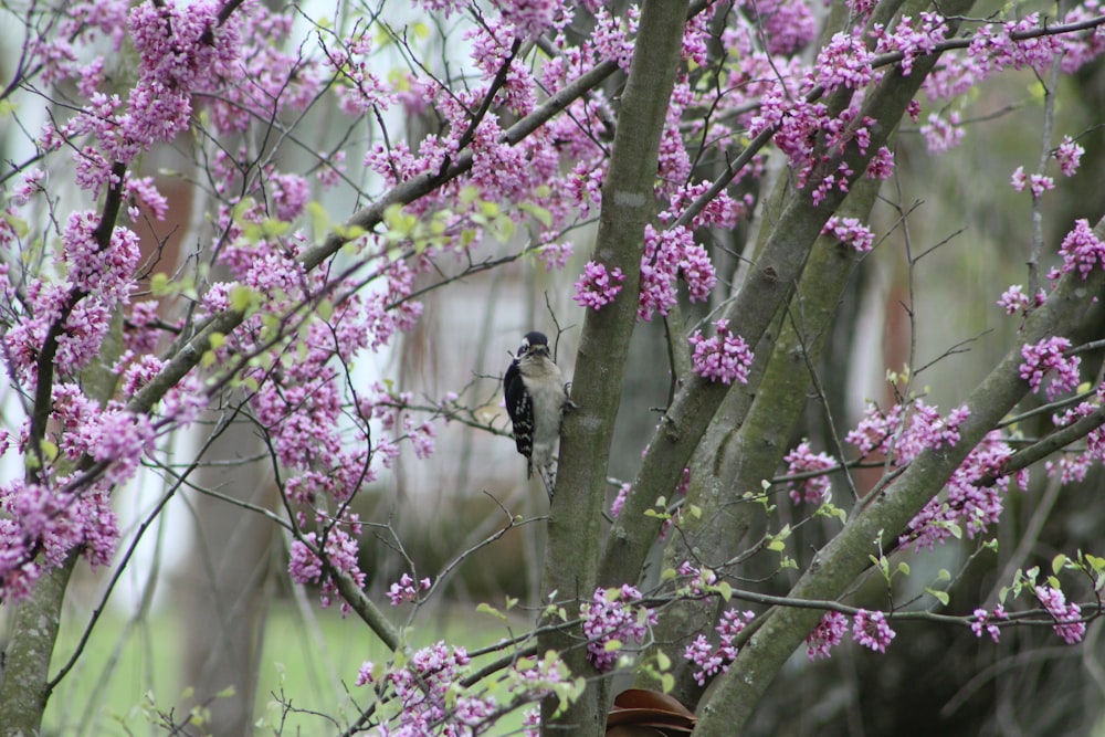 a bird is perched on a tree with purple flowers