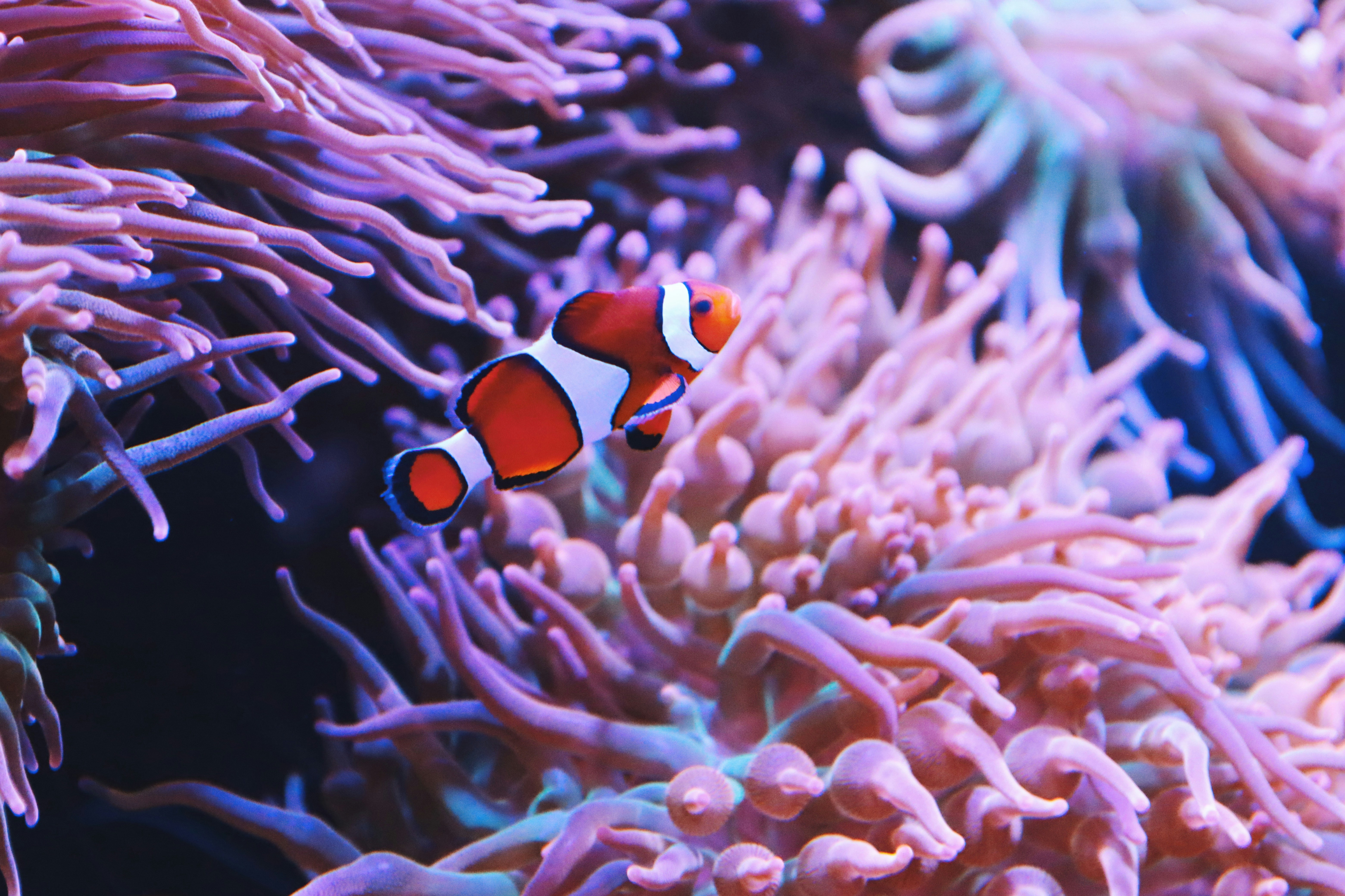 Clownfish: The Dynamic Duo (image credits: unsplash)