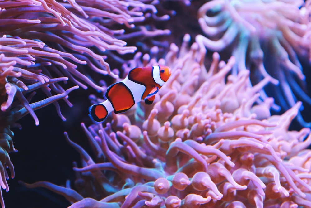 um peixe palhaço laranja e branco em um coral
