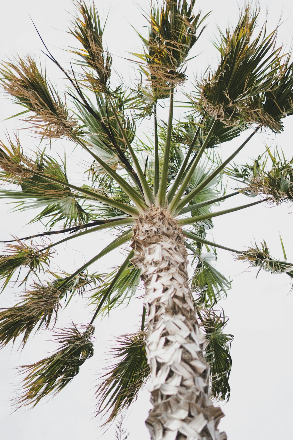 a tall palm tree with lots of leaves