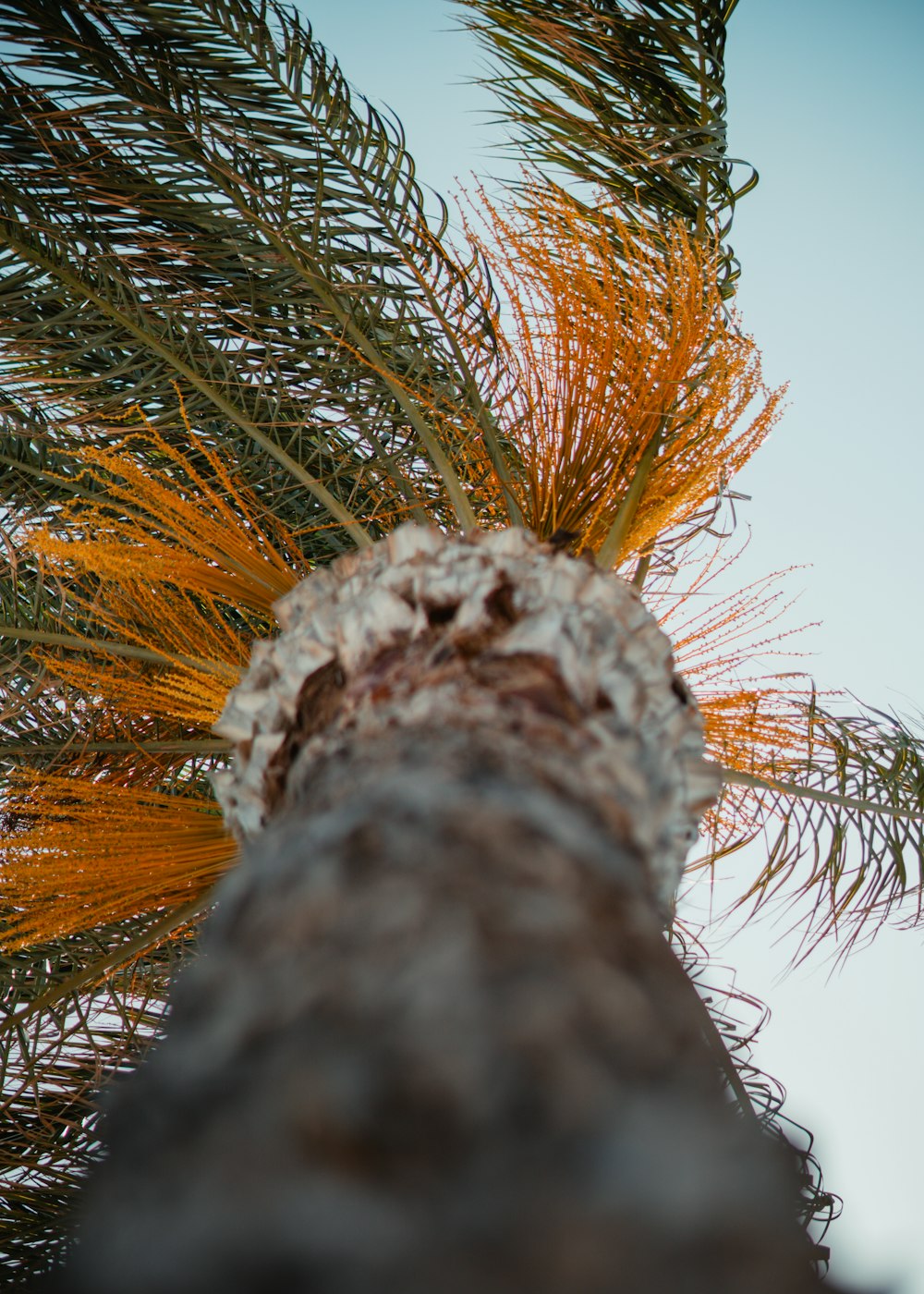 a close up of a palm tree with a sky background