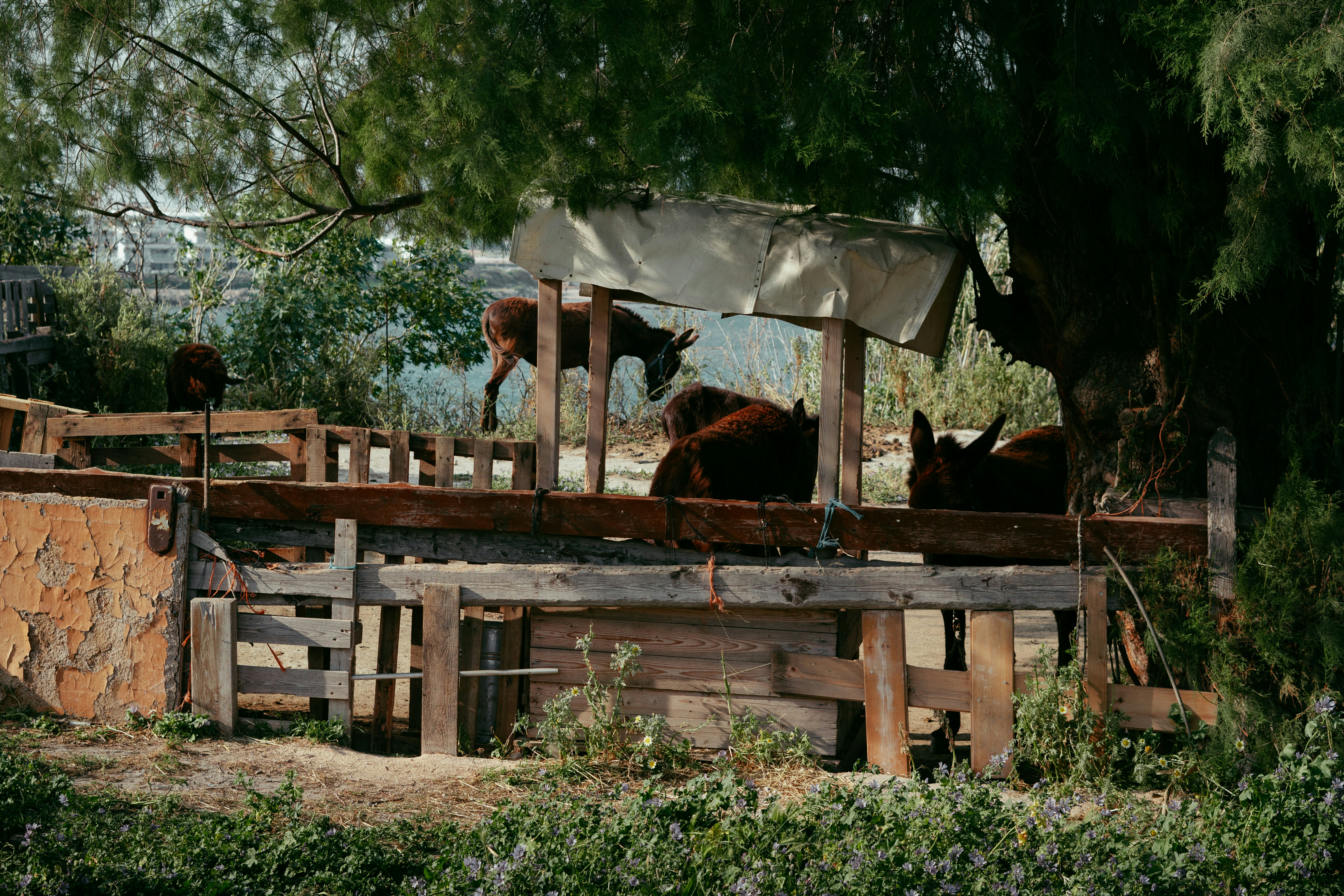 Un grupo de caballos parados en lo alto de una valla de madera