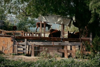 Several donkeys are standing in a wooden pen surrounded by lush greenery and a large tree. The pen has a makeshift canopy providing some shade to the animals. There is a mixture of natural materials like wood and some rough, weathered textures visible on the enclosure.