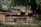 Several donkeys are standing in a wooden pen surrounded by lush greenery and a large tree. The pen has a makeshift canopy providing some shade to the animals. There is a mixture of natural materials like wood and some rough, weathered textures visible on the enclosure.