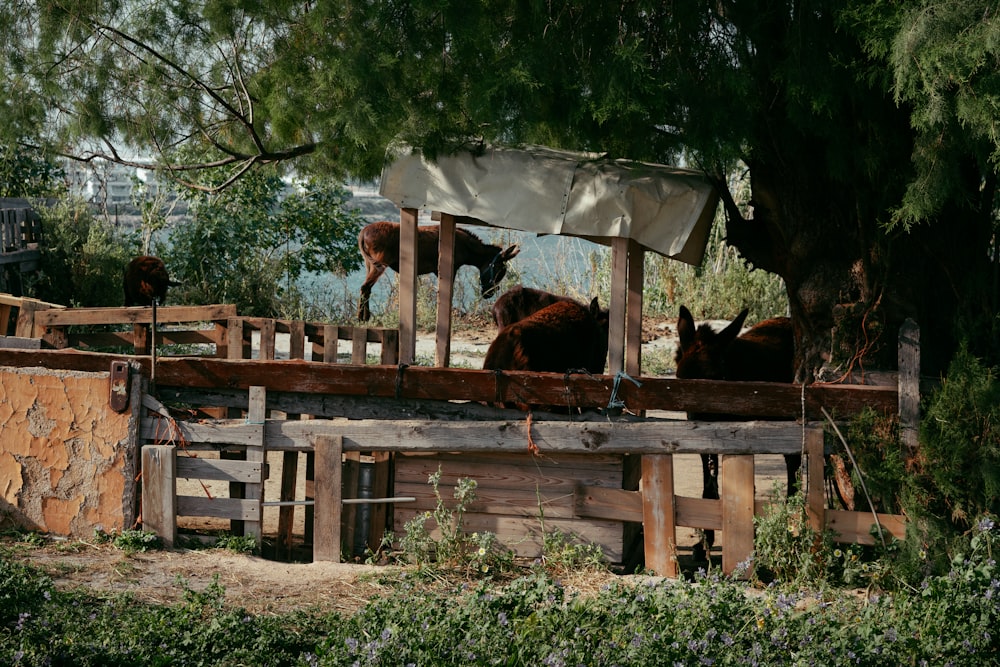 a group of horses standing on top of a wooden fence