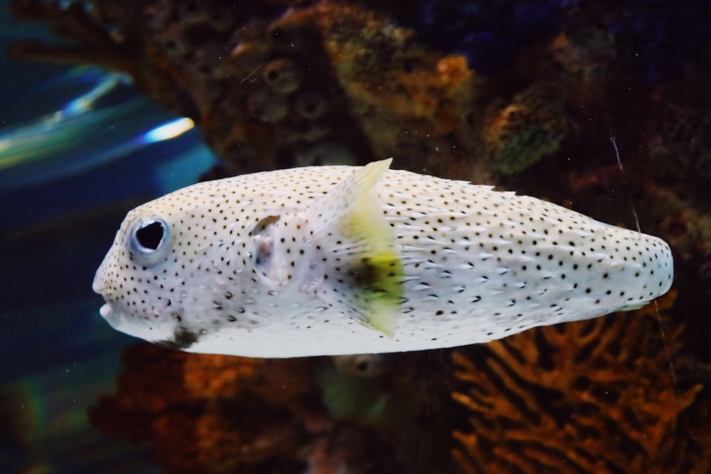 a close up of a fish in an aquarium