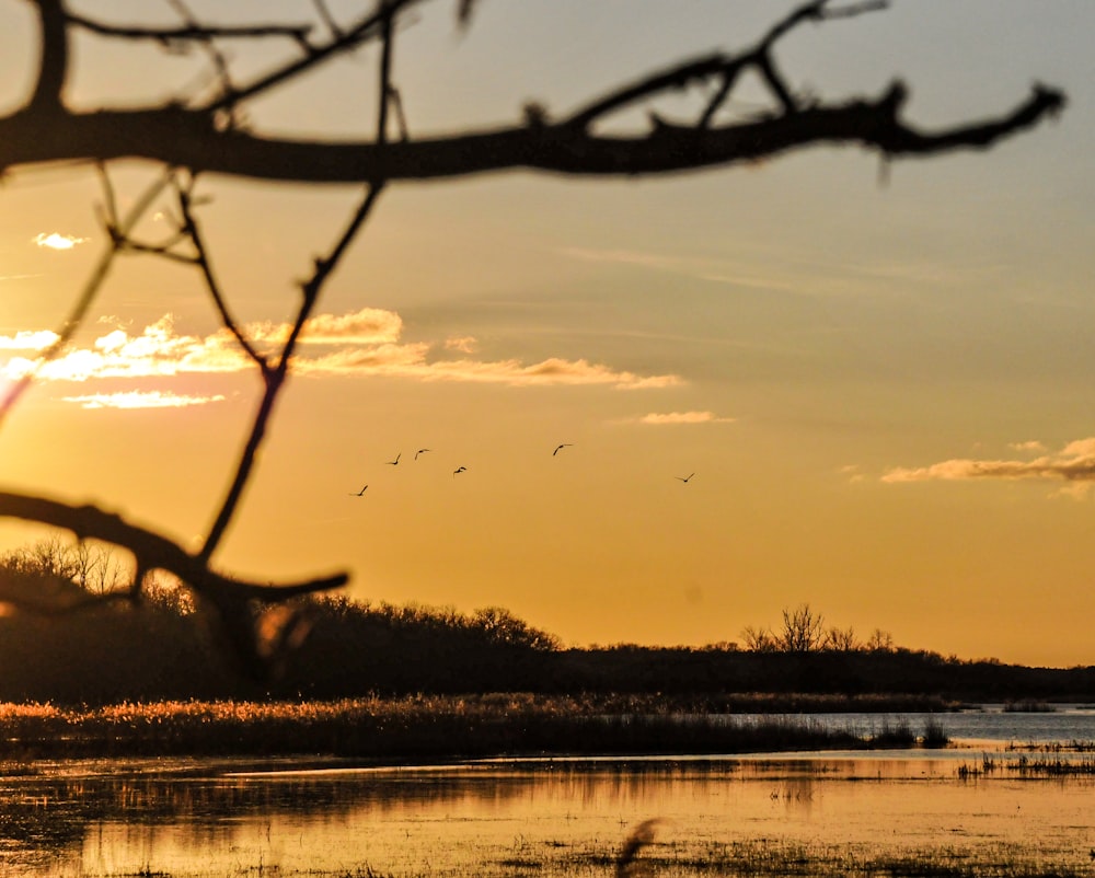 birds flying over a body of water at sunset