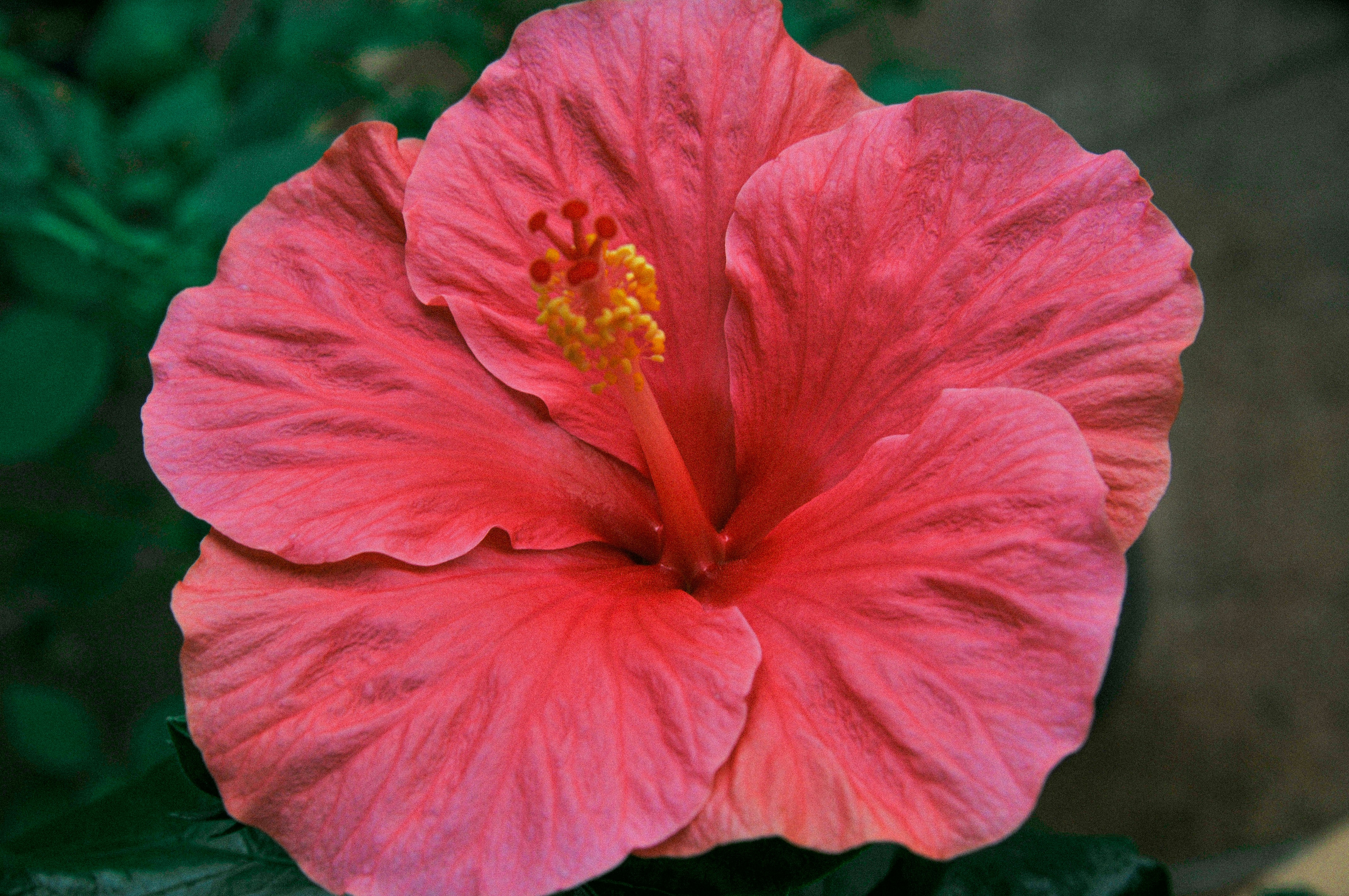 Photo by ombelinelpc