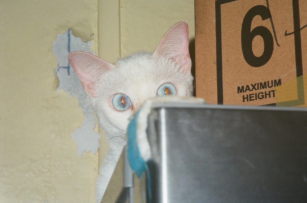 a white cat with blue eyes peeking out of a hole in a wall