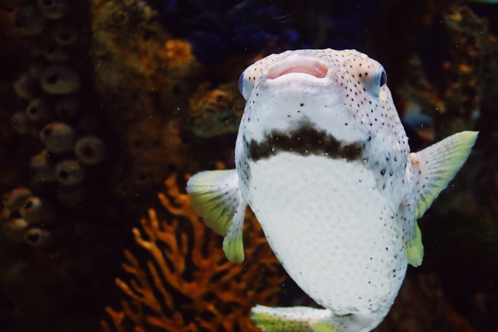 um close up de um peixe em um recife de coral