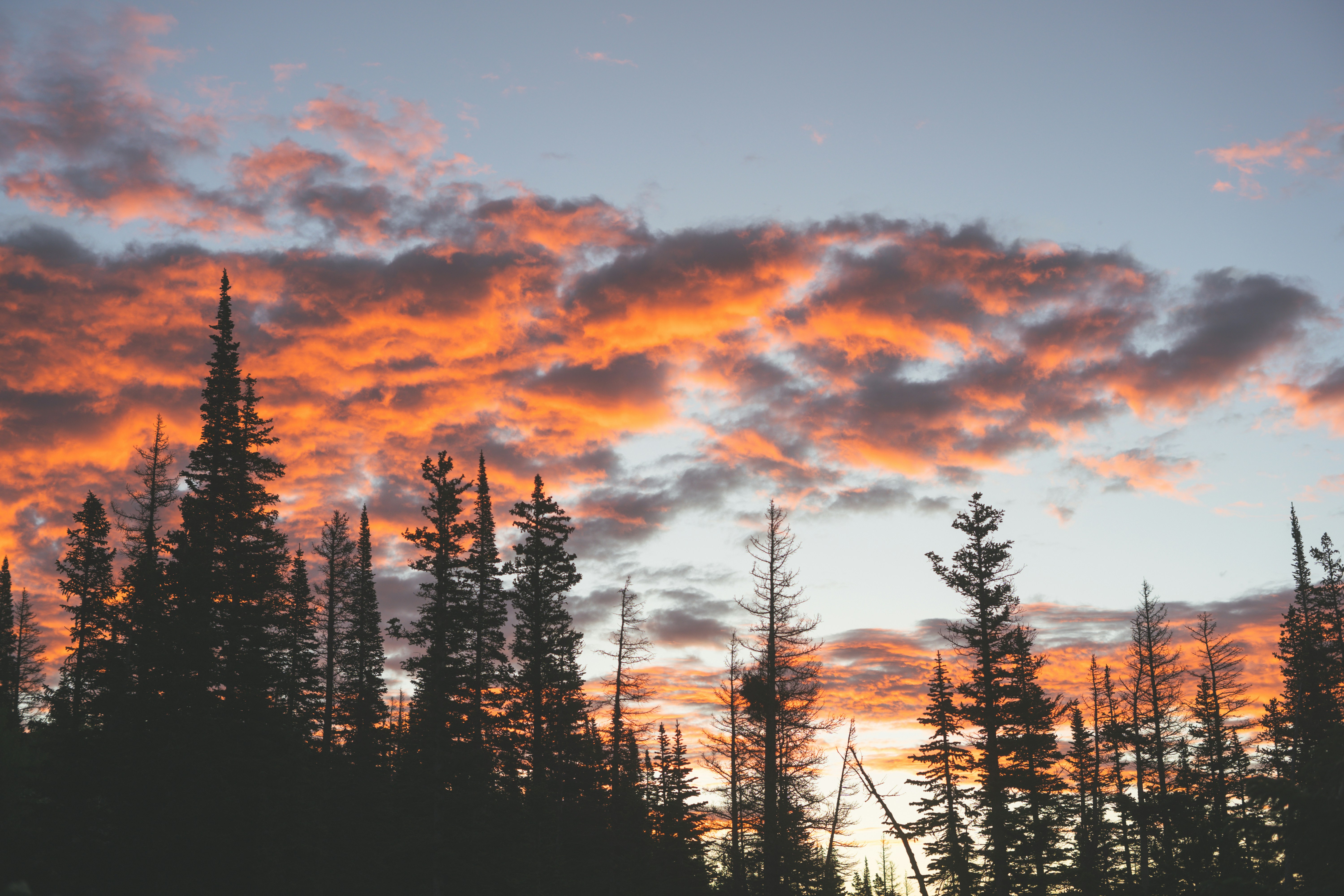 Magical forest sunset