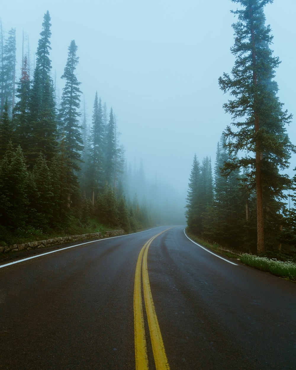a foggy road in the middle of a forest