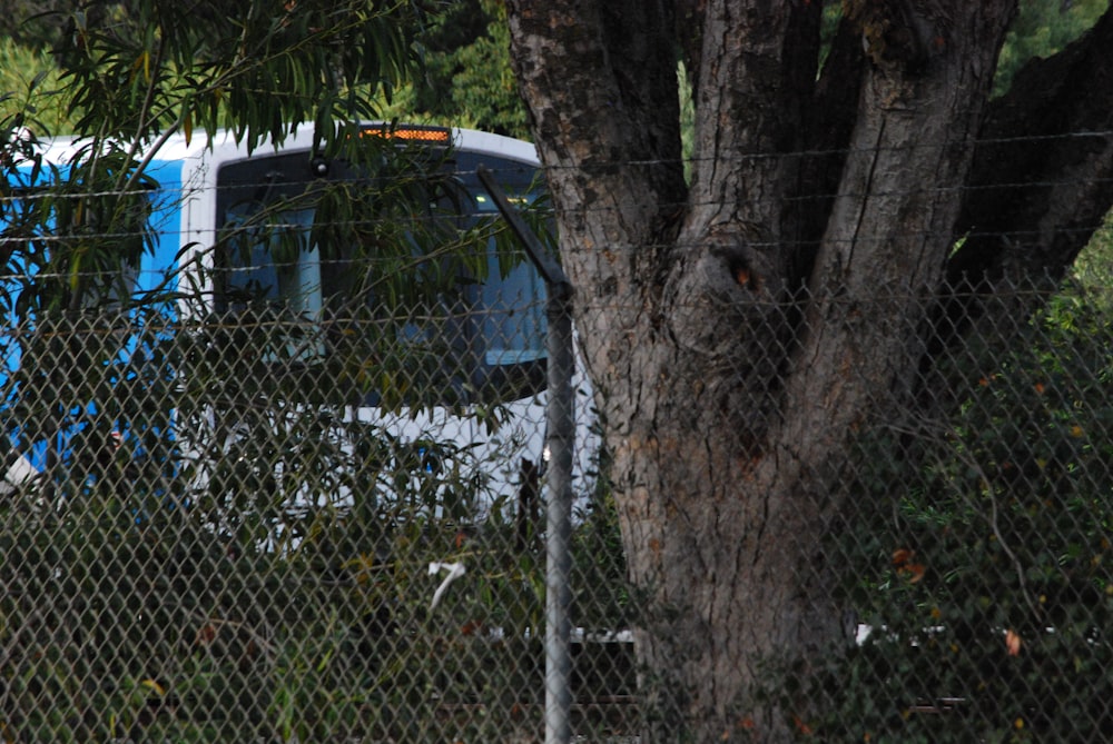 a blue and white bus parked next to a tree