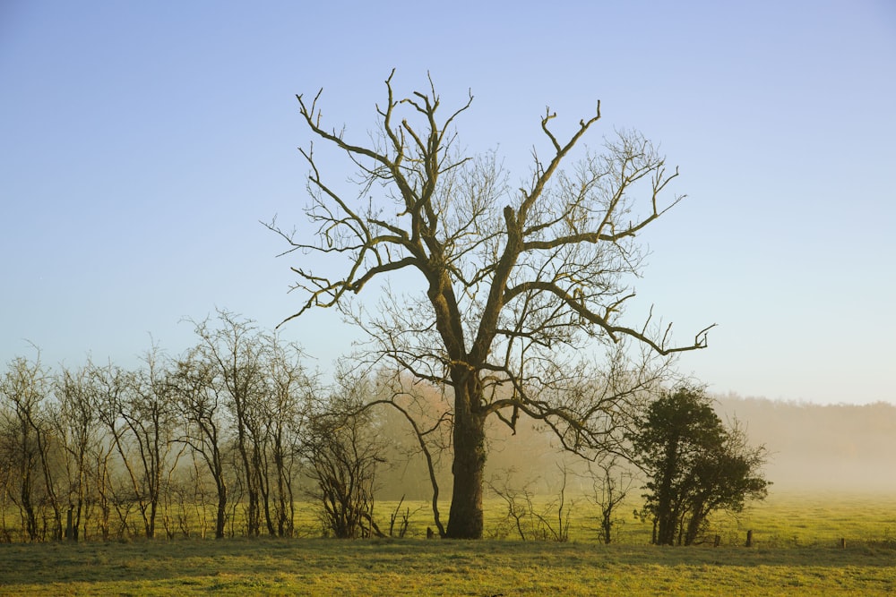 a bare tree in a grassy field on a foggy day