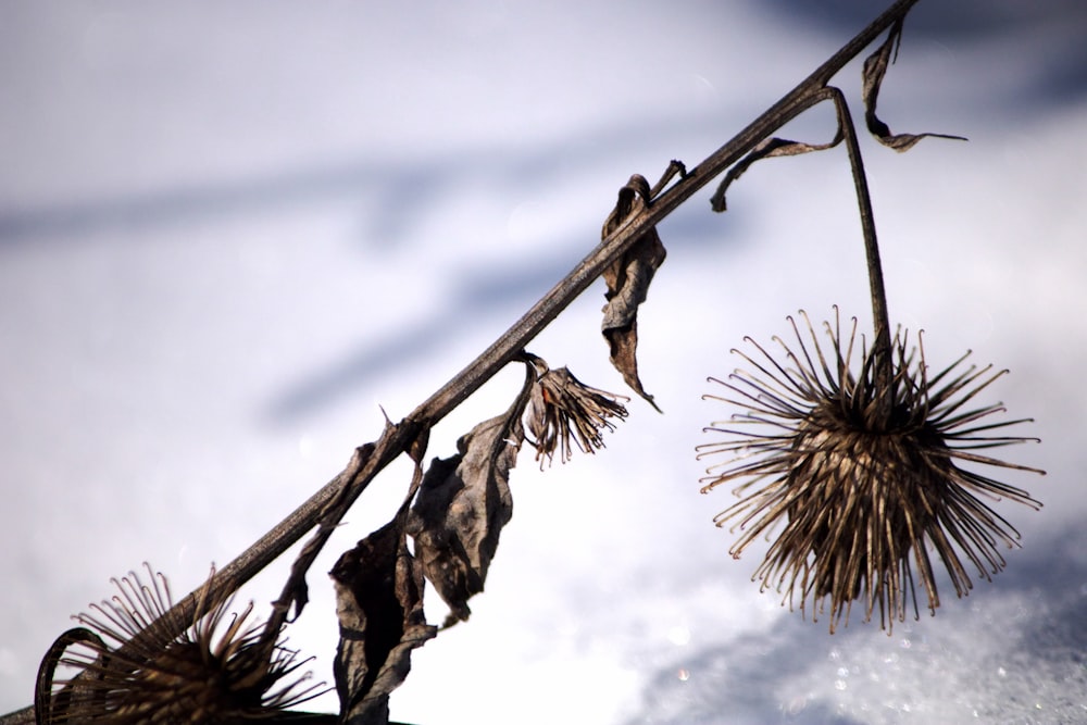 a close up of a plant with a sky in the background