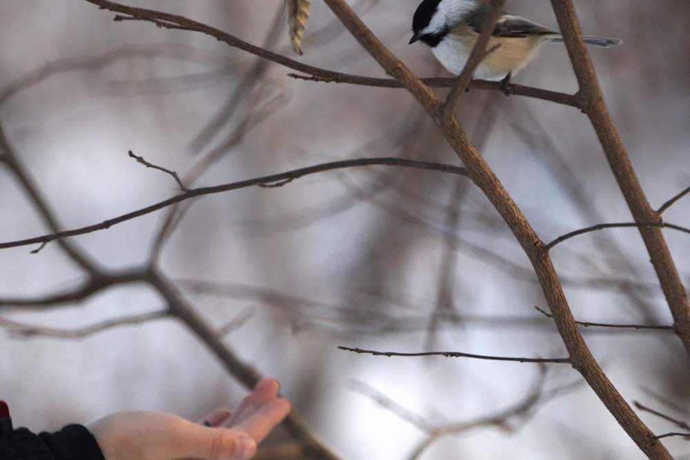 un petit oiseau perché au sommet d’une branche d’arbre