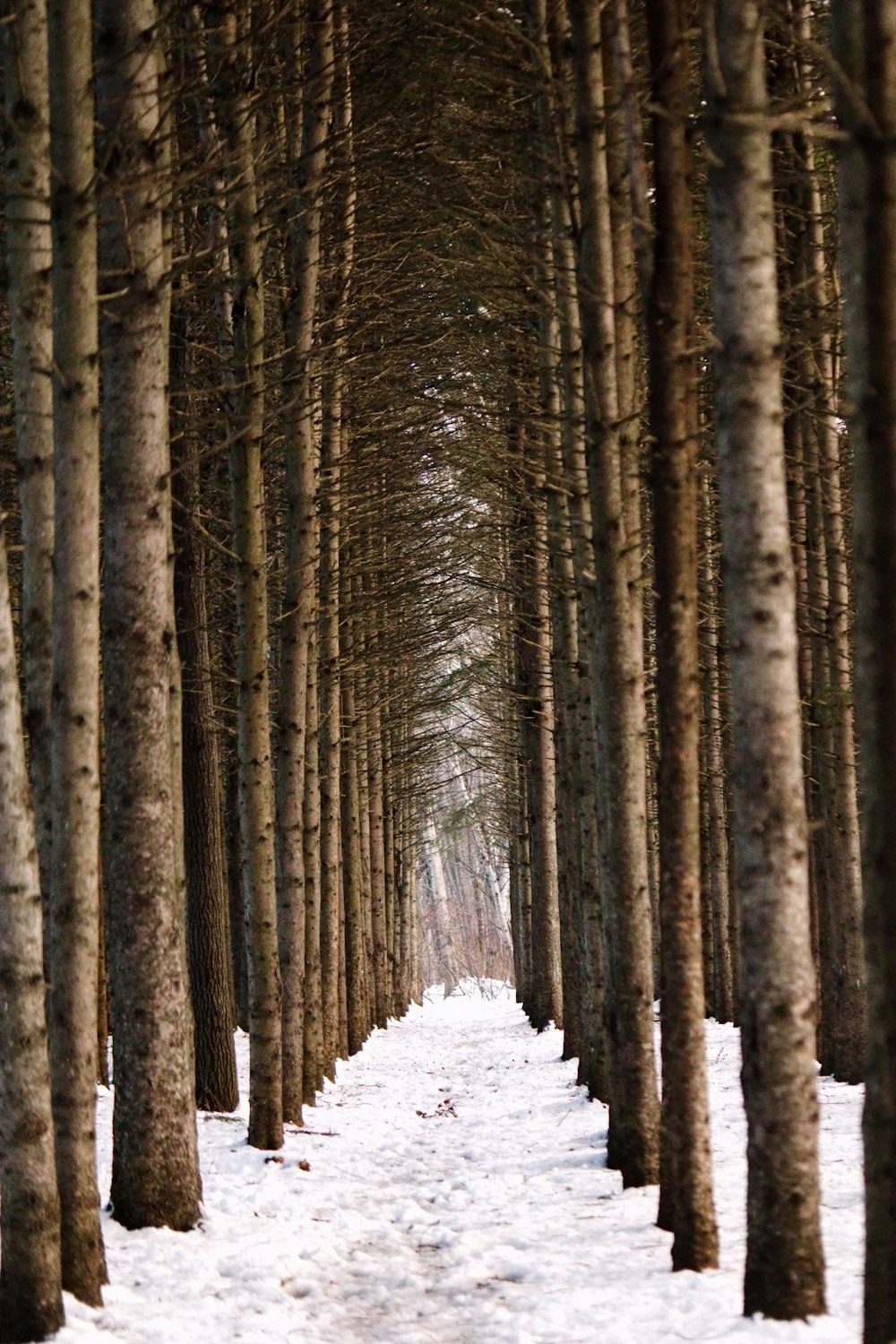Un camino cubierto de nieve entre dos hileras de árboles