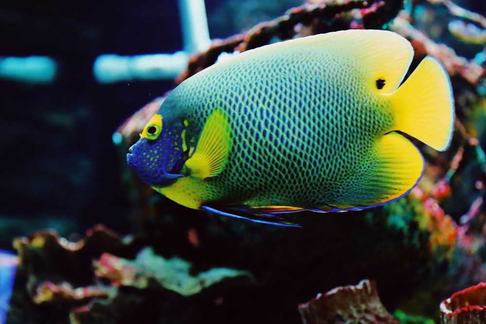 a blue and yellow fish in an aquarium