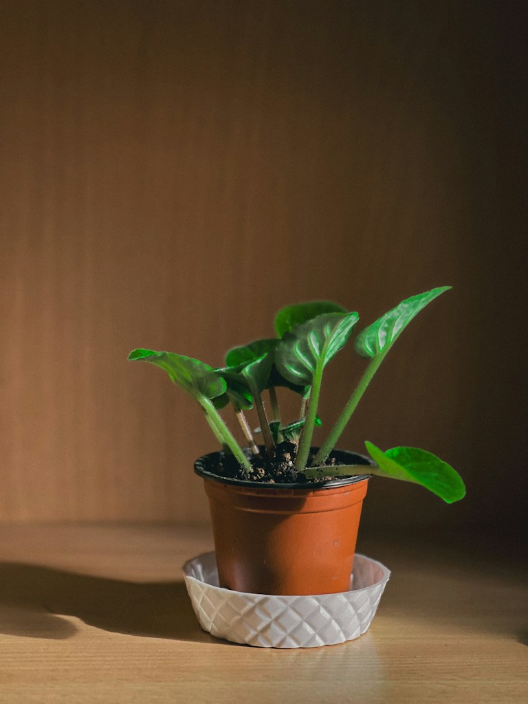 Hand-Painted Clay Planter