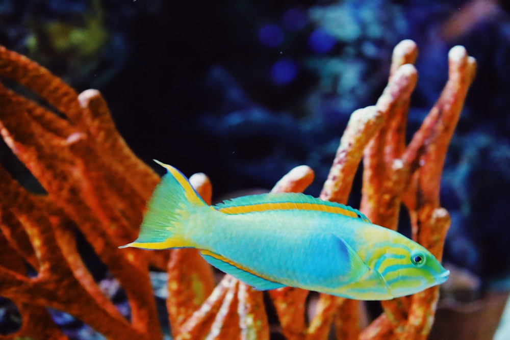 a blue and yellow fish in an aquarium