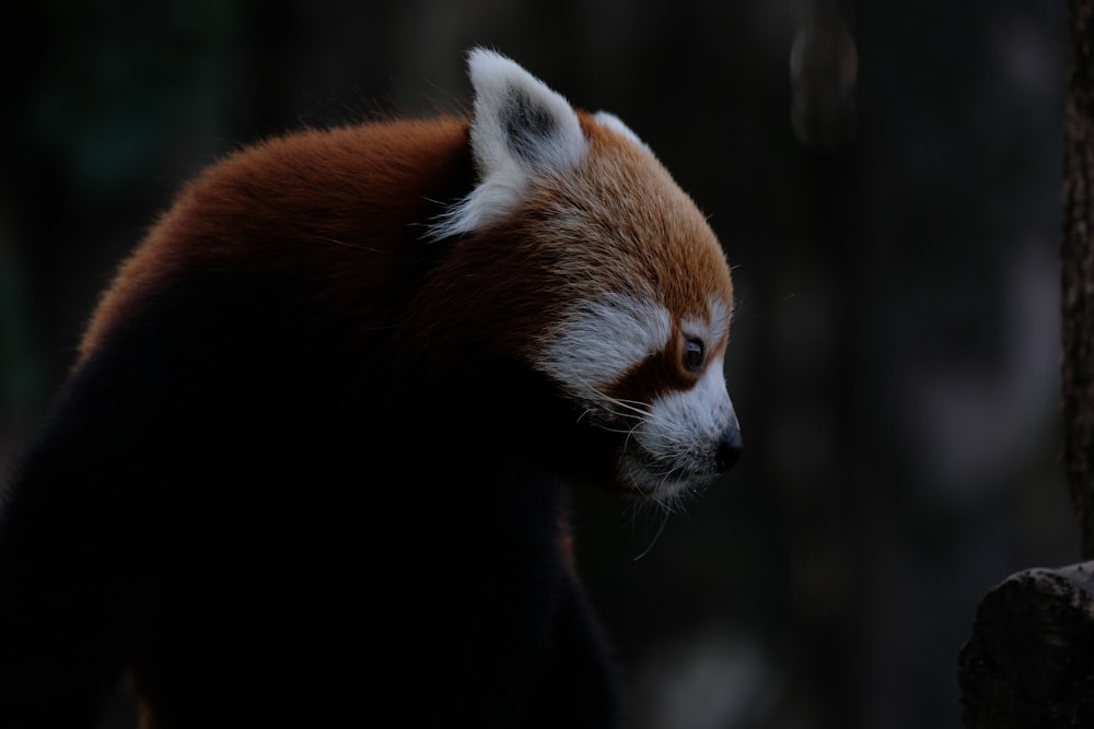 a close up of a red panda bear near a tree