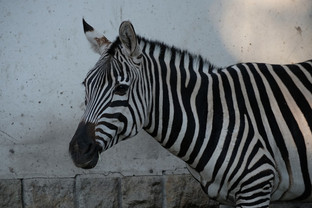 a close up of a zebra near a wall