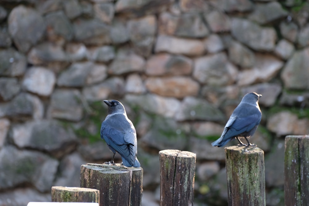 a couple of birds sitting on top of wooden posts