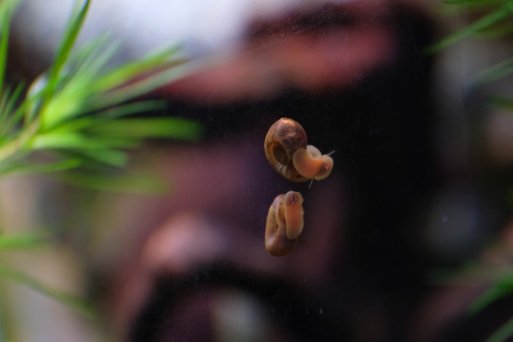 a close up of a plant with a blurry background