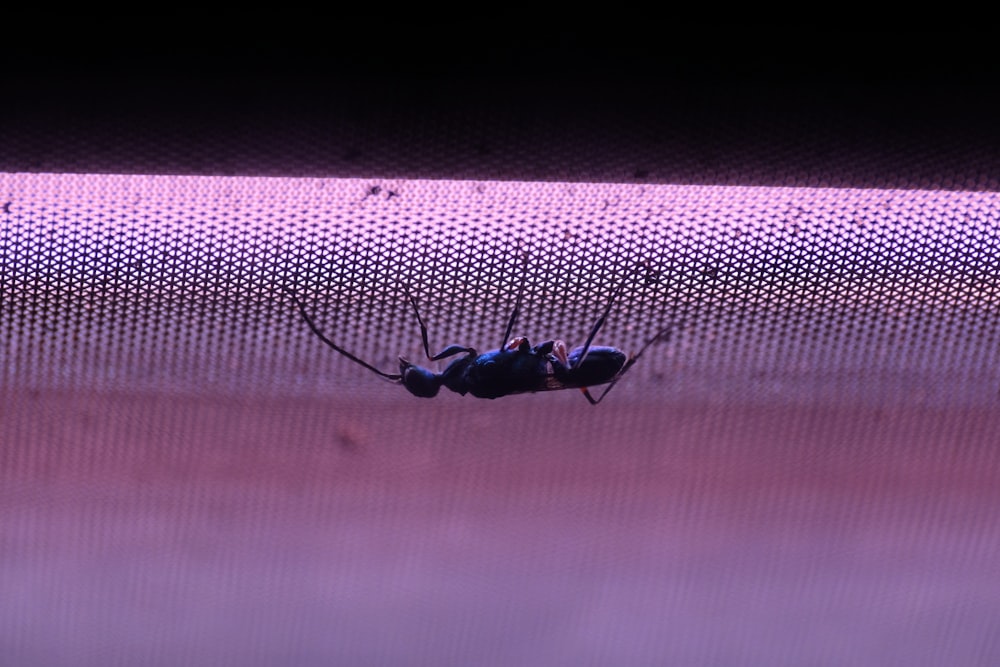 a large insect sitting on top of a screen