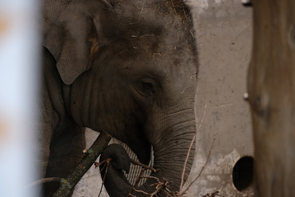 an elephant standing next to a wooden fence