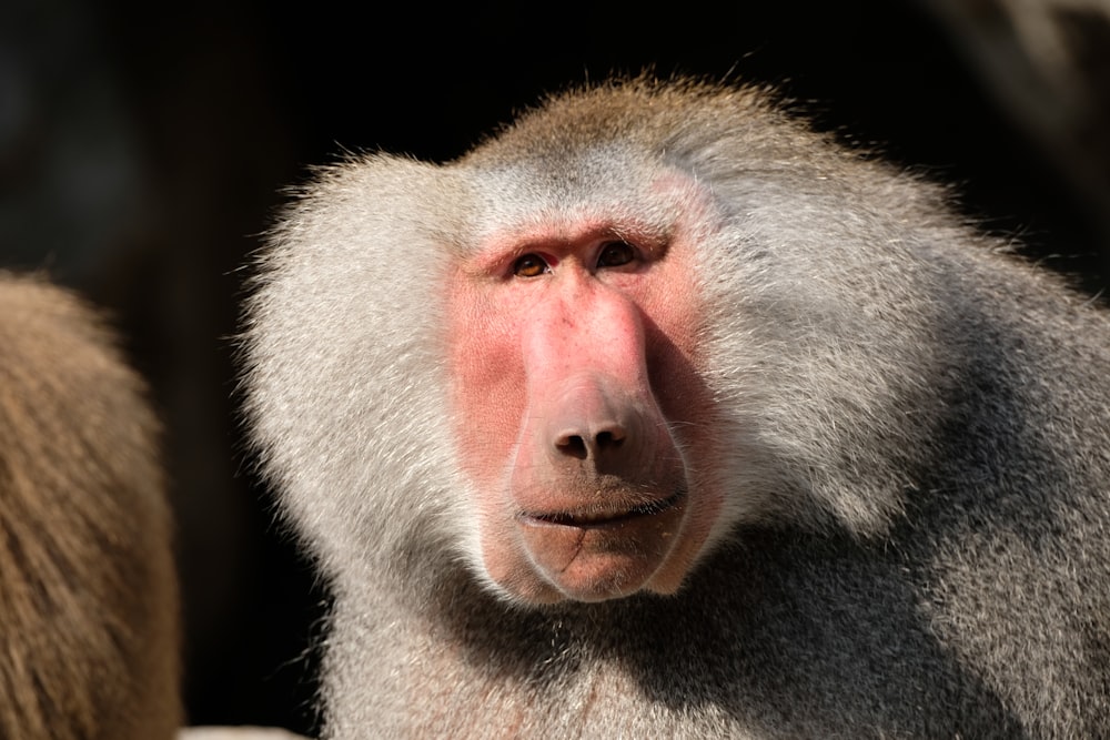 a close up of a monkey with a blurry background