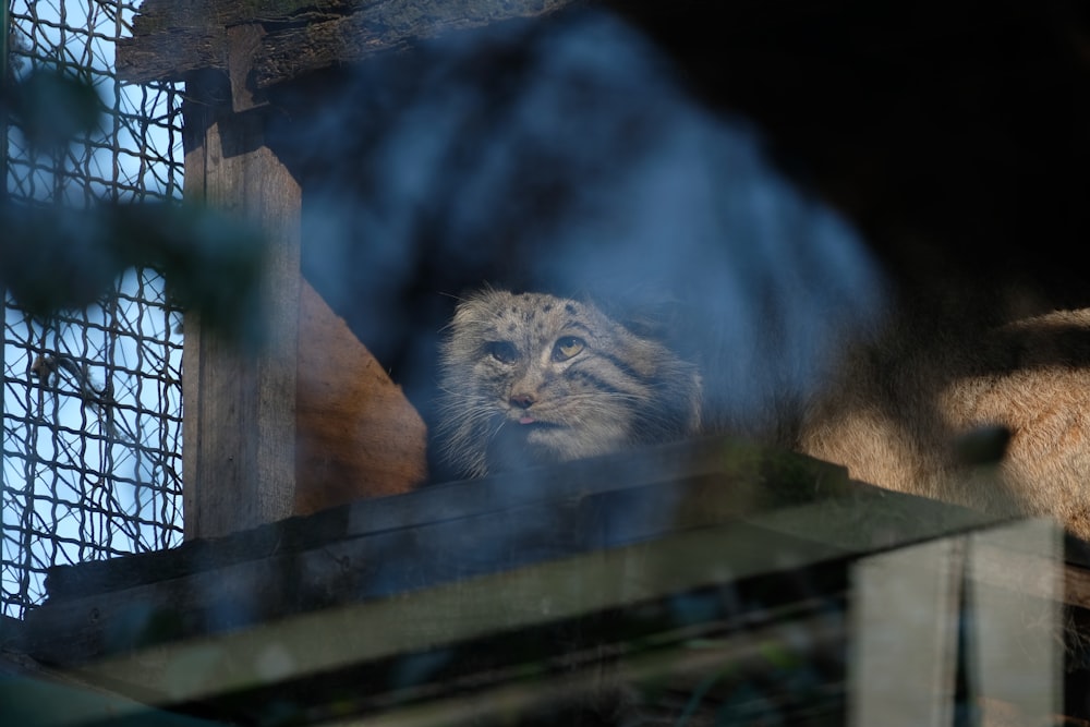 a close up of a cat in a cage