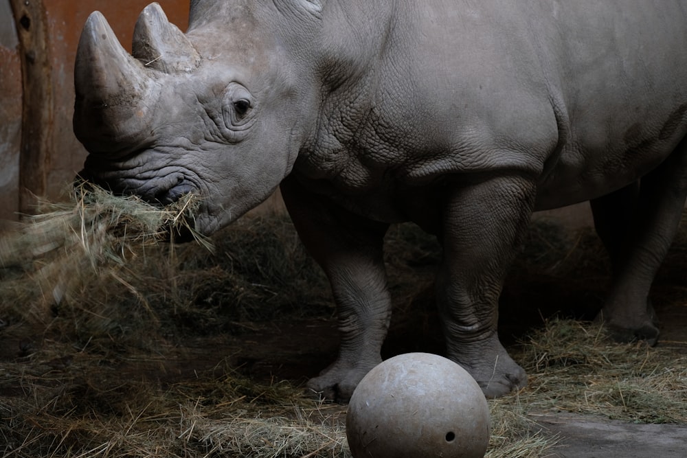 a rhinoceros eating hay next to a ball