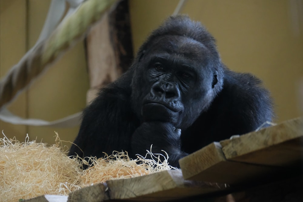 a gorilla sitting on top of a pile of hay