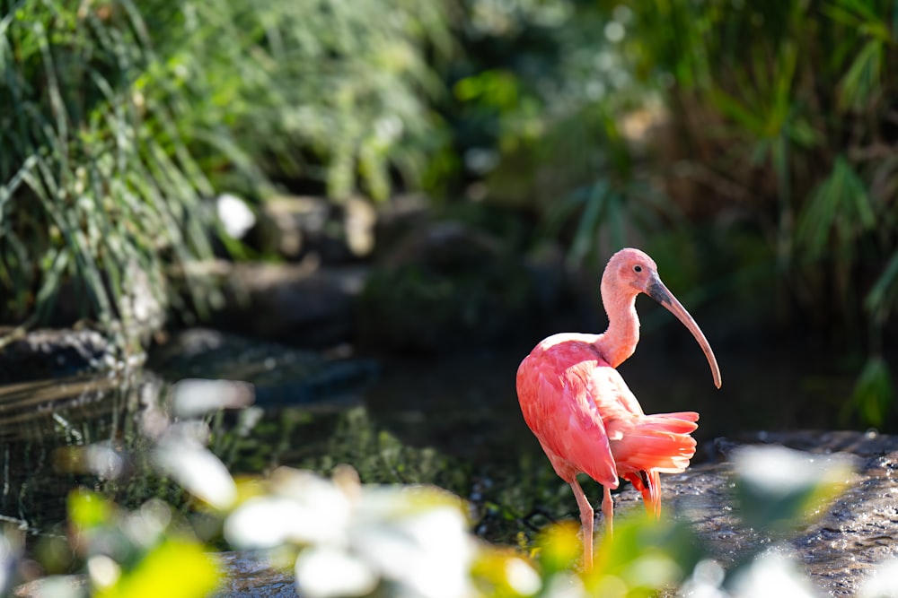 a pink flamingo standing on a rock next to a body of water