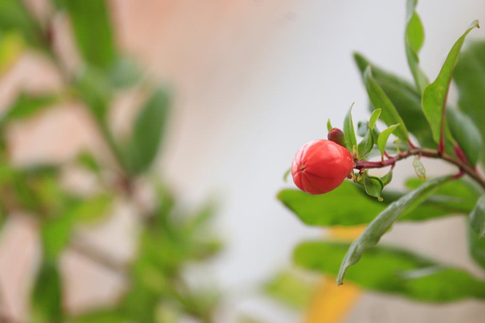 a branch with a red berry on it