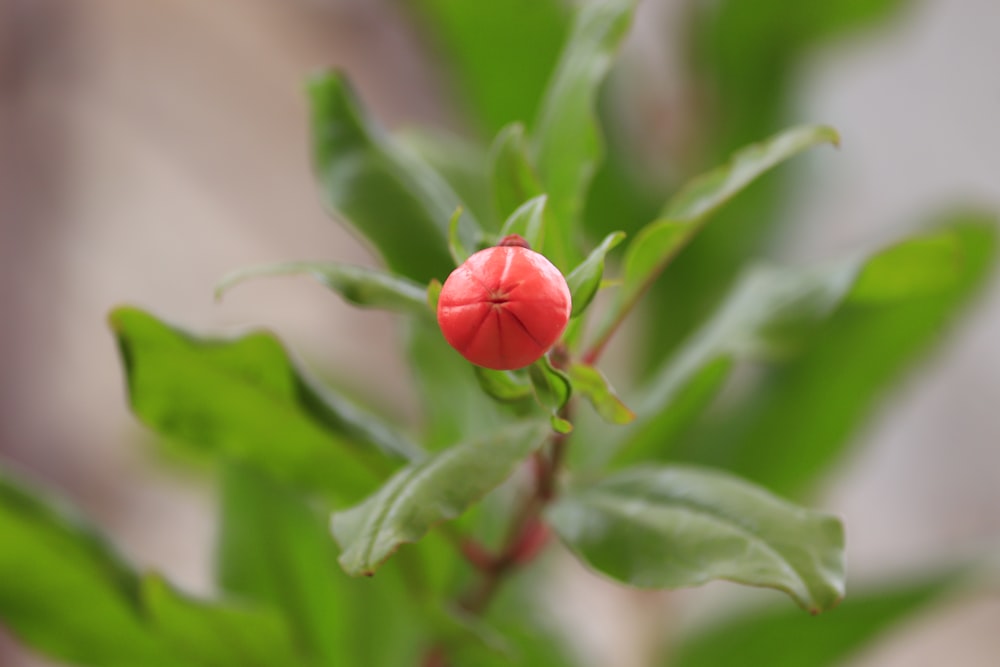 a close up of a red flower on a green plant