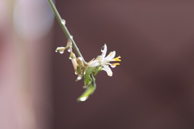 a close up of a flower with water droplets on it